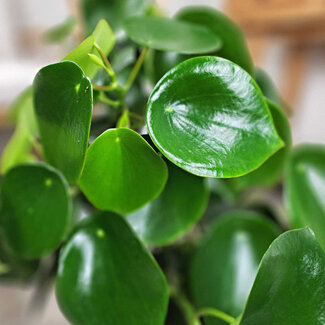 Live Plant Peperomia Raindrop 4"
