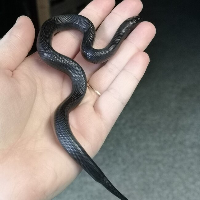 Black Mexican King Snake