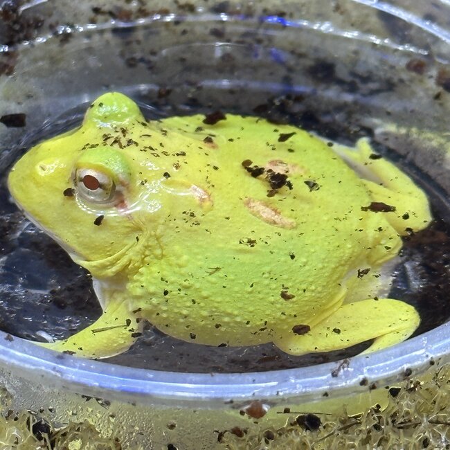 Pikachu Pacman Frog