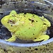 Pikachu Pacman Frog