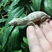 Leachianus Gecko Nuu Ana X Nuu Ami 'nb3'
