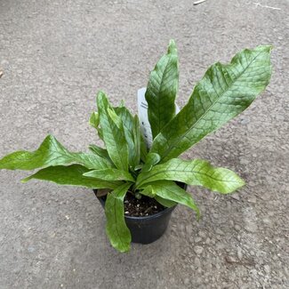 Crocodile Fern 6"