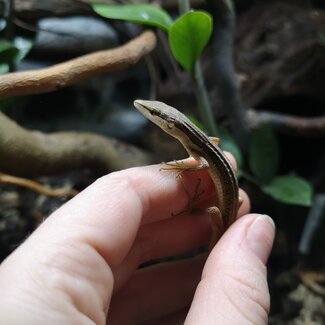 Long Tail Grass Lizard