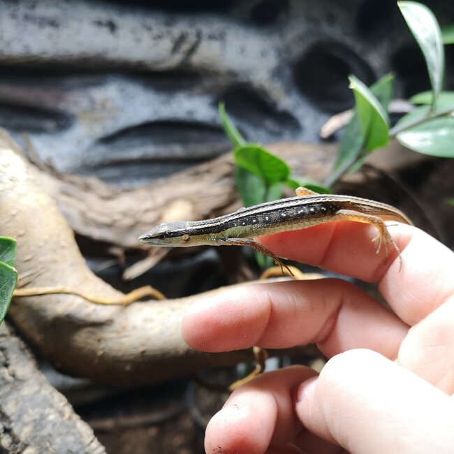 Long Tail Grass Lizard