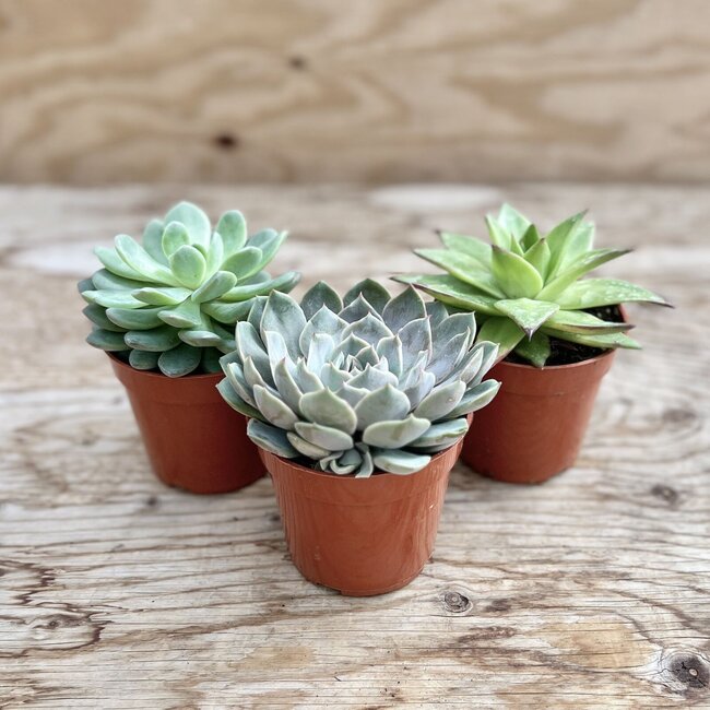 Assorted Succulent 4”
