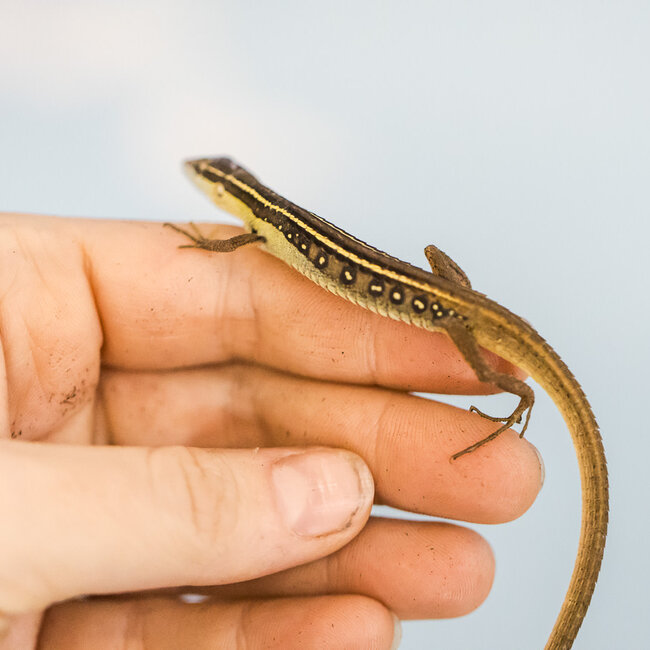 Long Tail Grass Lizard