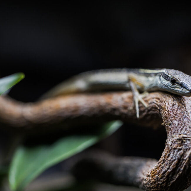 Long Tail Grass Lizard