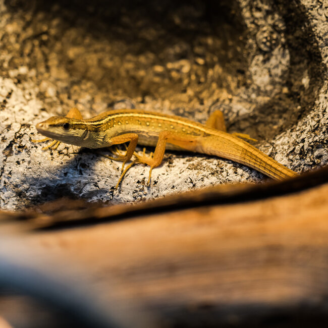 Long Tail Grass Lizard