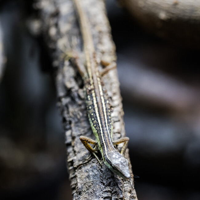 Long Tail Grass Lizard