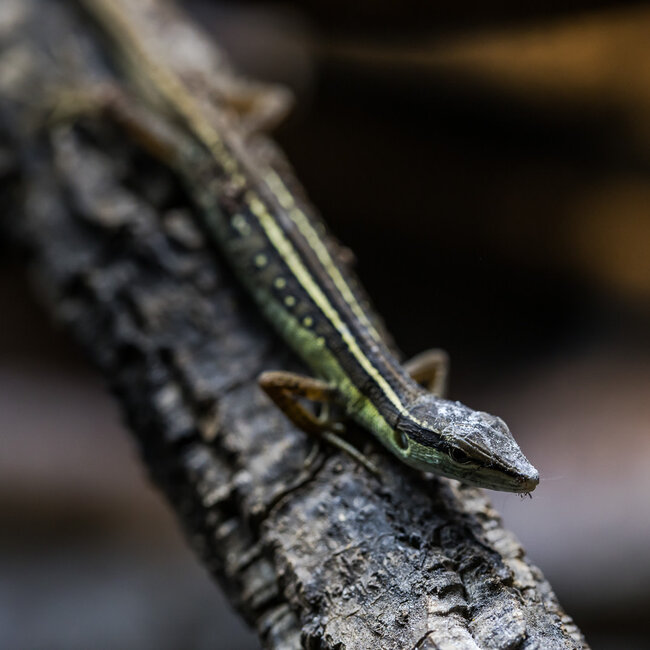 Long Tail Grass Lizard