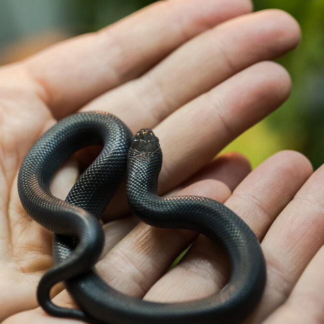 Black Mexican King Snake