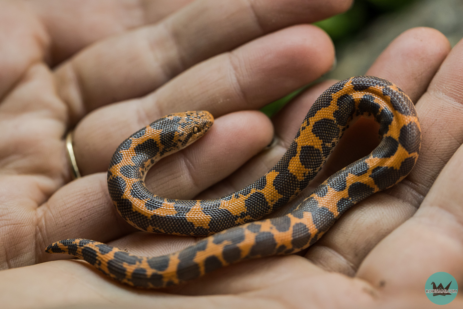 Kenyan Sand Boa '2' Roonami