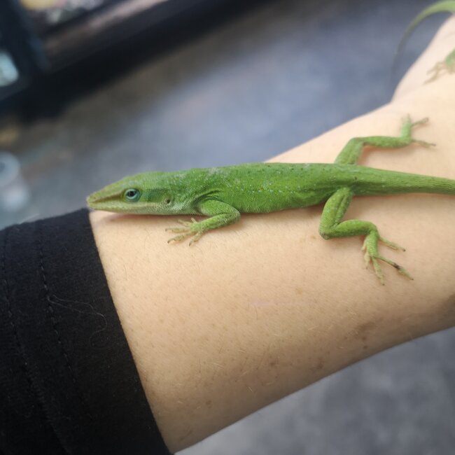 Green Anole CB