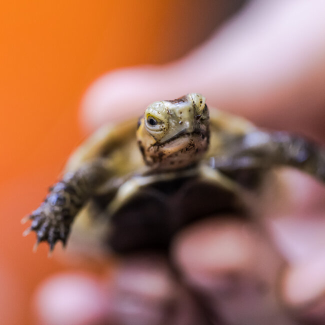 PREORDER Chinese Box Turtle