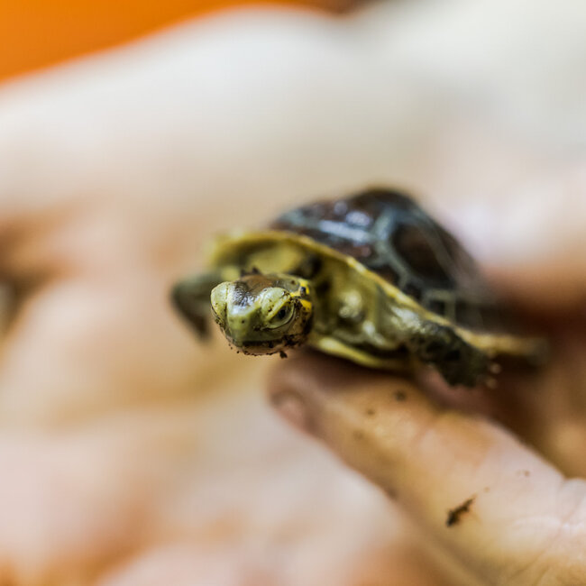 PREORDER Chinese Box Turtle