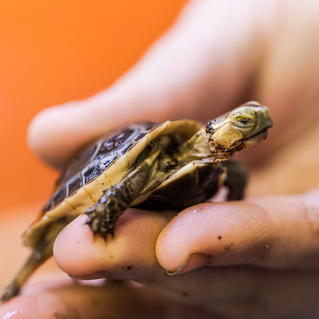 PREORDER Chinese Box Turtle
