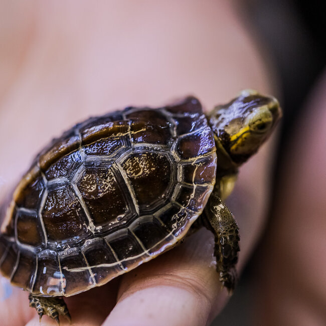 PREORDER Chinese Box Turtle