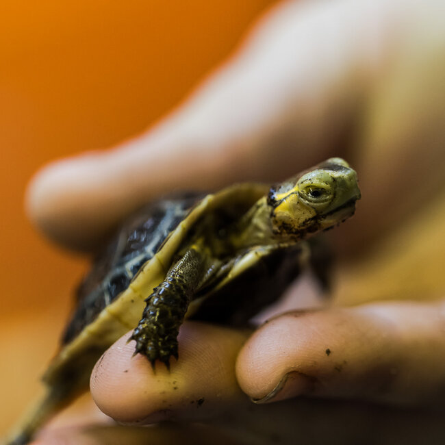 PREORDER Chinese Box Turtle