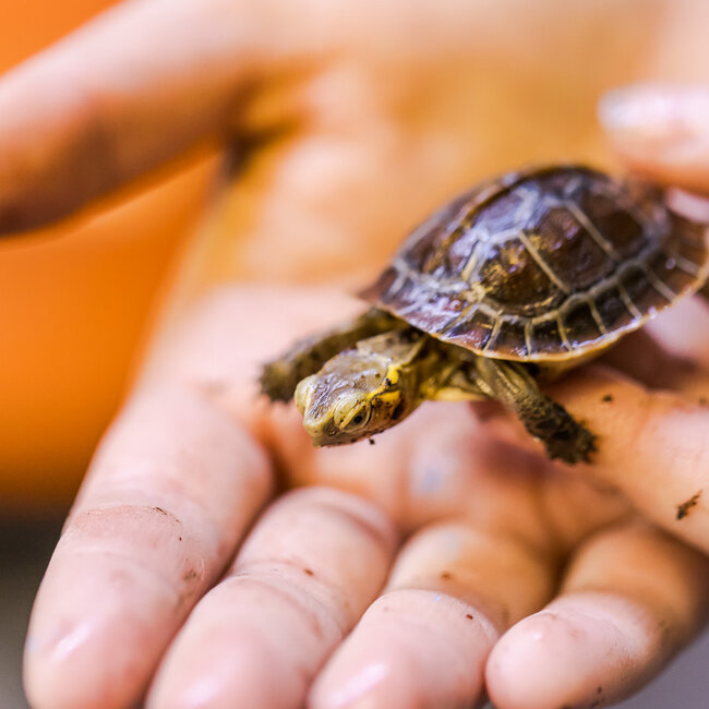 PREORDER Chinese Box Turtle