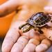 PREORDER Chinese Box Turtle