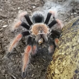 Tarantula Brachypelma boehmei 4.5" Female Mexican Blood Tarantula