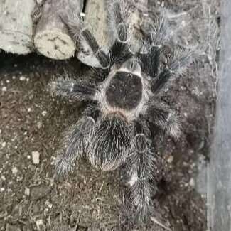 Tarantula Lasiodora Parahybana 'Salmon Pink Birdeater' 4-5"