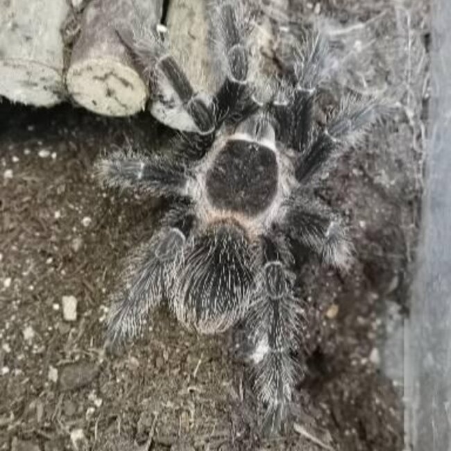 Tarantula Lasiodora Parahybana 'Salmon Pink Birdeater' 4-5"