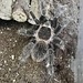 Tarantula Lasiodora Parahybana 'Salmon Pink Birdeater' 4-5"