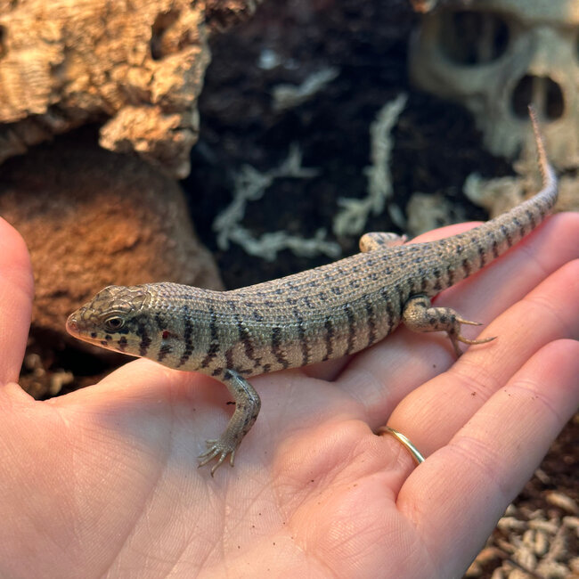 Kenyan Zebra Skink