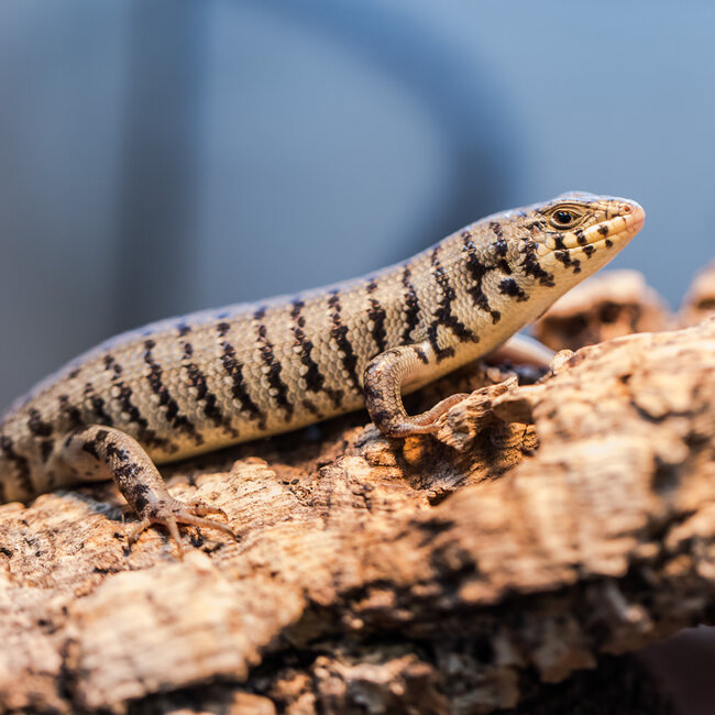 Kenyan Zebra Skink
