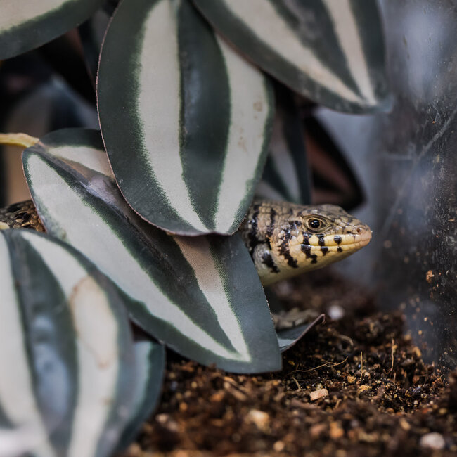 Kenyan Zebra Skink