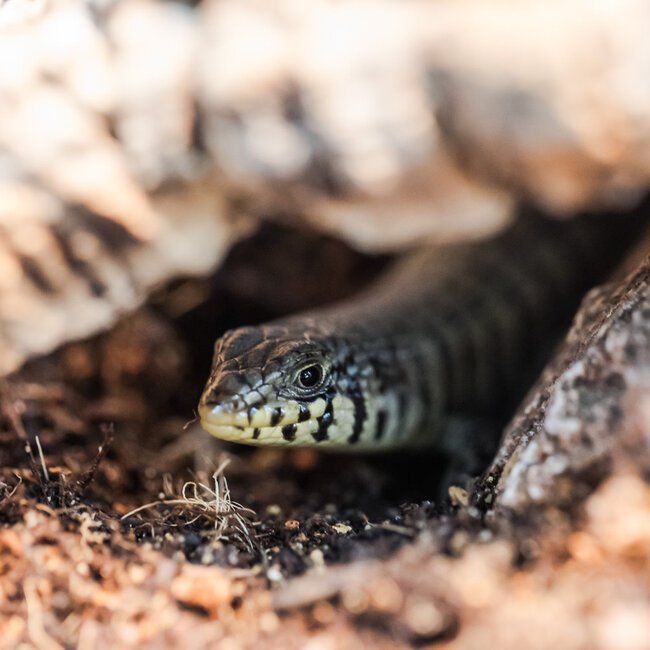 Kenyan Zebra Skink