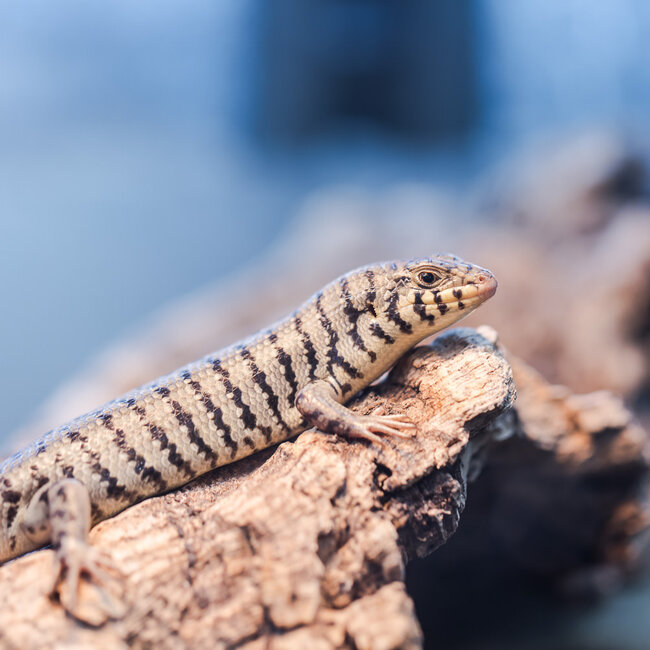 Kenyan Zebra Skink