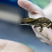Sarasinorum Gecko