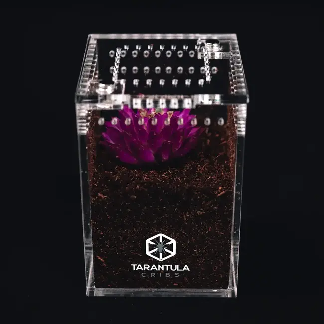 Tarantula Cribs OG Sling Crib 2" x 2" x 3" Tarantula Cribs