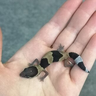 Normal Fat Tail Gecko 'N3' het Oreo/Zulu