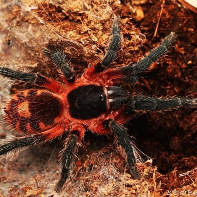 Davus sp panama 1/2" Lava Tarantula