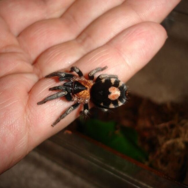 Cyriocosmus elegans 1" Female Semi Adult