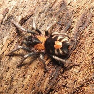 Cyriocosmus elegans 1" Female Semi Adult