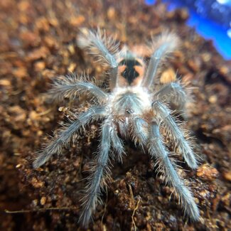 Tarantula Pamphobeteus mascara, Mascara Giant Bird Eater 1"