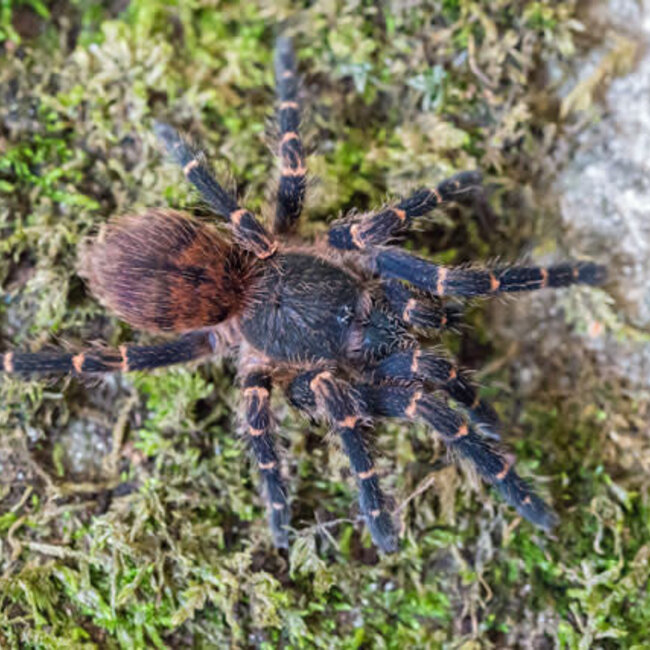 Ami sp panama 1/4" Gold Banded Sunburst Dwarf Tarantula