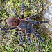 Ami sp panama 1/4" Gold Banded Sunburst Dwarf Tarantula