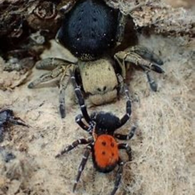 Velvet Spider Eresus illustris, Yellowhead Velvet Spider