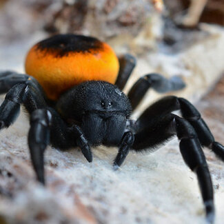 Velvet Spider Eresus walckenaeri, Orange Ring Velvet Spider