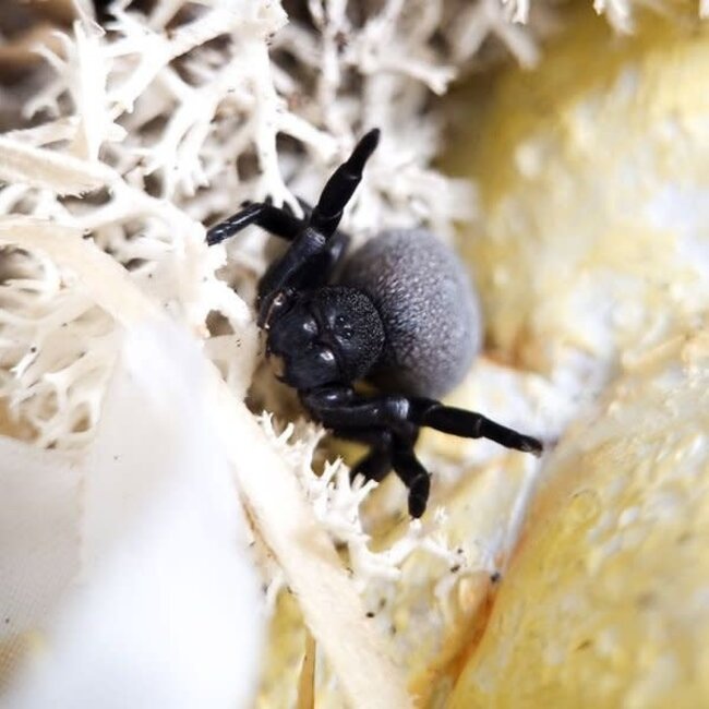Velvet Spider Eresus walckenaeri, Orange Ring Velvet Spider