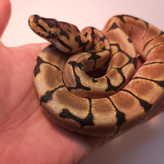 Spider het Albino Ball Python