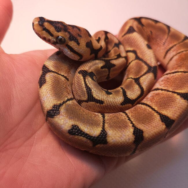Spider het Albino Ball Python