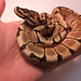Spider het Albino Ball Python