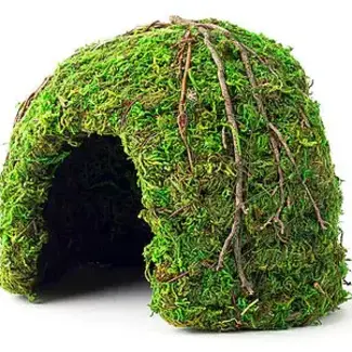 Galapagos Mossy Dome, 6"