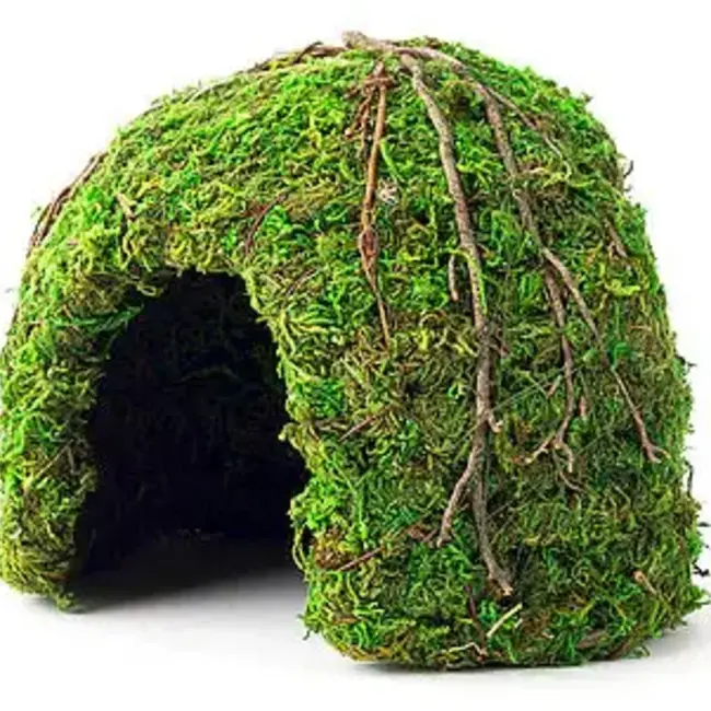Galapagos Mossy Dome, 6"